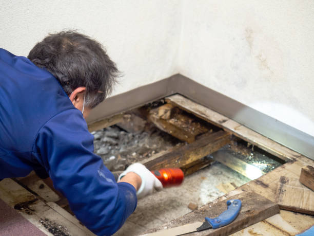 Certified Mold Removal in Beulah, ND