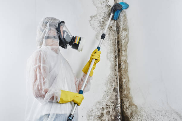 Best Attic Mold Removal  in Beulah, ND