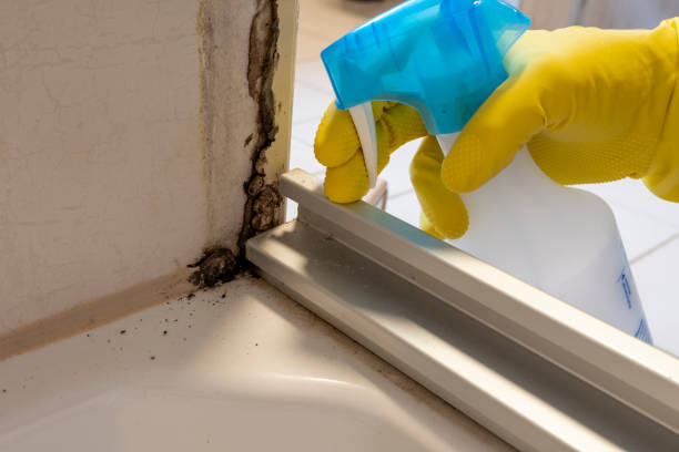 Best Toxic Mold Removal  in Beulah, ND