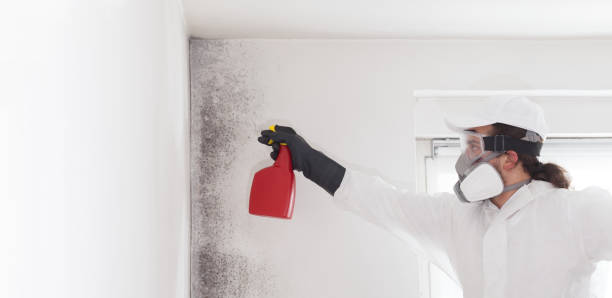 Best Mold Remediation Services  in Beulah, ND