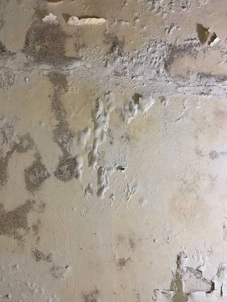 Best Local Mold Removal Service  in Beulah, ND