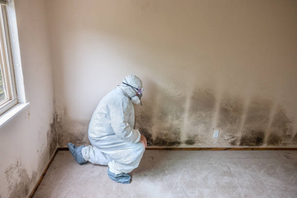 Best Office Mold Removal Services  in Beulah, ND
