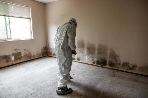 Best Toxic Mold Removal  in Beulah, ND