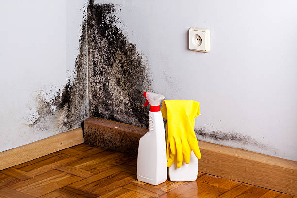 Best Mold Removal Company Near Me  in Beulah, ND